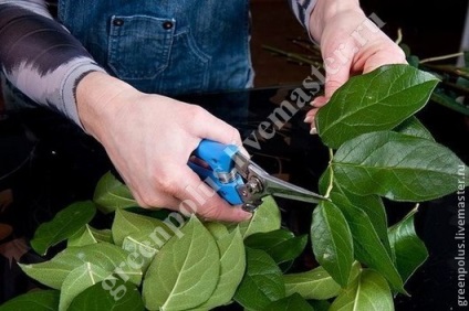 Crearea de topiari-valentine din spumă floristică - târg de maeștri - manual, manual