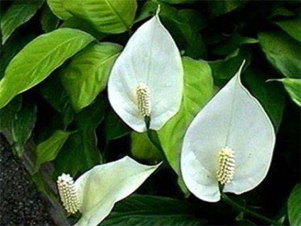 Spathiphyllum - otthoni ápolás, betegségek, reprodukció, átültetés, kérdések, videó