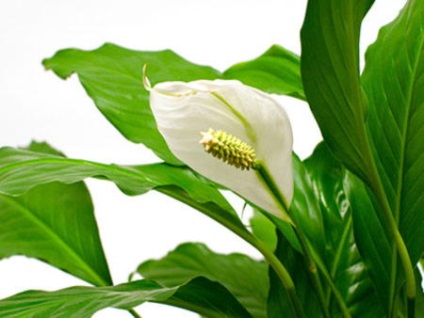 Spathiphyllum - otthoni ápolás, betegségek, reprodukció, átültetés, kérdések, videó