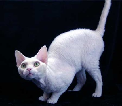 Pisici de culoare solidă, umedă și fumătorie Devon Rex