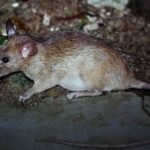 Anti-patkány, hogyan kell kiválasztani a leghatékonyabb