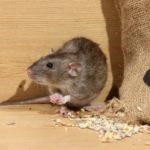 Mijloace împotriva șobolanilor cum să aleagă cele mai eficiente