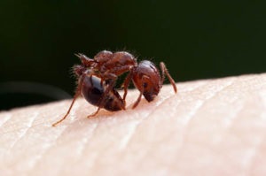 Remediu pentru furnici - instrucțiuni anteater pentru utilizare