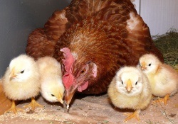 Articole privind păsările de reproducție pe picainfo, inseminarea artificială a puiilor în industria avicolă