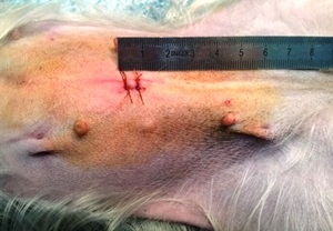 Sterilizarea Yorkilor, castrarea câinilor de sterilizare a câinilor mici din Yorkii - recenzii și fotografii