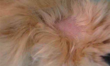 Ringworm la câini - fotografii, simptome, tratament, decât pentru a trata lichenii la câini - viața mea