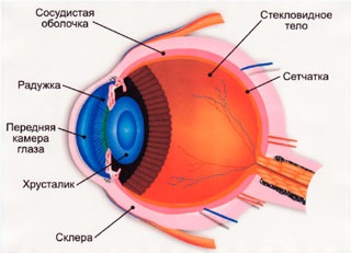 Structura ochiului uman - articole pe site - optica Victoria