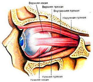 Structura ochiului uman - articole pe site - optica Victoria