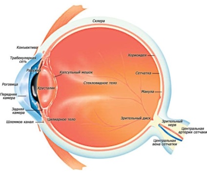 Structura ochiului este structuri interne externe