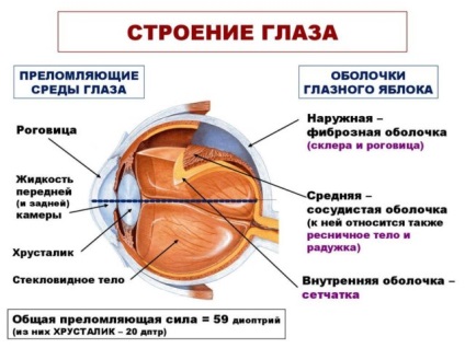 Structura ochiului este structuri interne externe