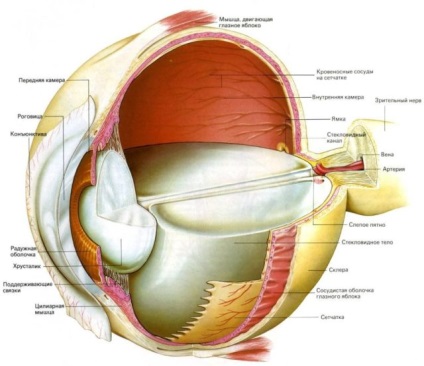 Structura ochiului este structuri interne externe