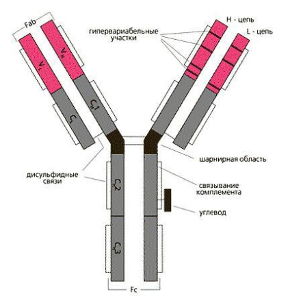 Structura imunoglobulinelor