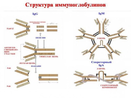 A szerkezet a immunglobulinok