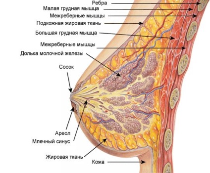 Structura sânilor de sex feminin