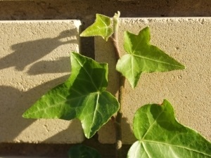 Ivy subtropical în regiunea Moscovei