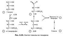 Schema căilor metabolice ale acetil-koa