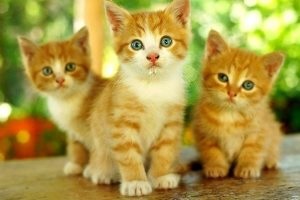 Talismanii sub formă de pisici, pisici și câini