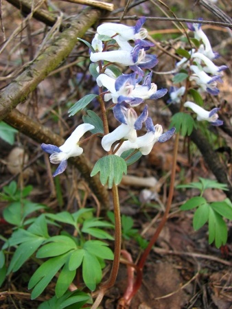 Misterele florilor (excursie ecologică extinsă), rezervația Shulgan-Tash