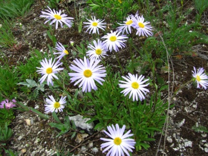 Misterele florilor (excursie ecologică extinsă), rezervația Shulgan-Tash