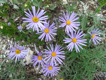 Misterele florilor (excursie ecologică extinsă), rezervația Shulgan-Tash