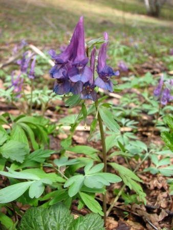 Misterele florilor (excursie ecologică extinsă), rezervația Shulgan-Tash