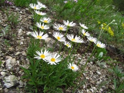 Misterele florilor (excursie ecologică extinsă), rezervația Shulgan-Tash