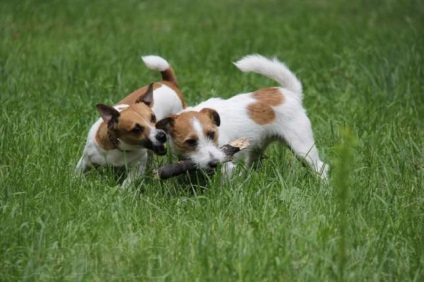 Tipuri de lână jack russel terrier - club de fani ai rasei Jack Russell Terrier