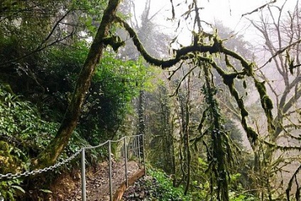 Tiso-boxwood grove în gazdă, sochi fotografii, informații, itinerarii, hartă