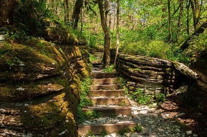 Tiso-boxwood grove în gazdă, sochi fotografii, informații, itinerarii, hartă