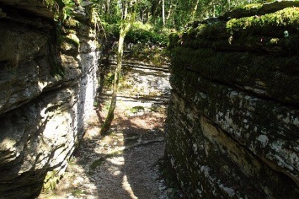 Tiso-boxwood grove în gazdă, sochi fotografii, informații, itinerarii, hartă