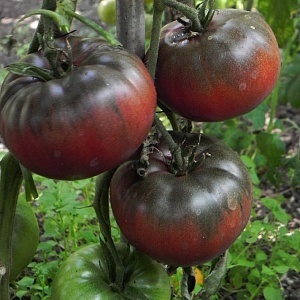 Tomato - ephemeral - (10 semințe)