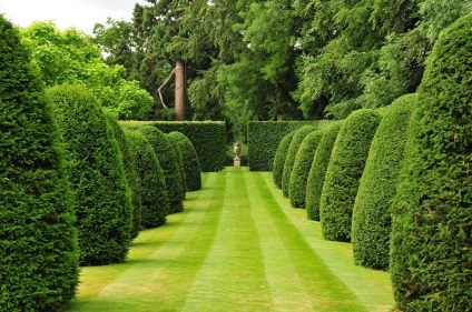 Topiary - arta tăierii figurative a copacilor, pe drum!