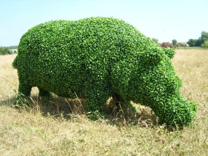 Topiary - arta tăierii figurative a copacilor, pe drum!