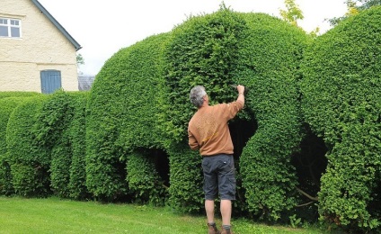 Topiary - arta tăierii figurative a copacilor, pe drum!