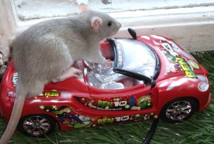 Transportul șobolanilor
