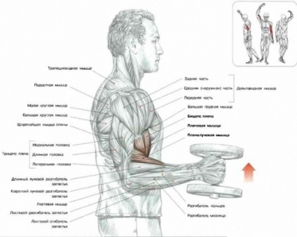 Utilaje de antrenament pentru triceps, foto