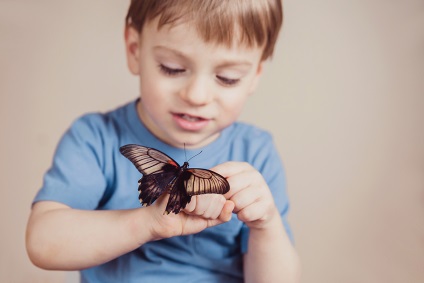 Fluturi tropicale - o felie de vară în casa ta