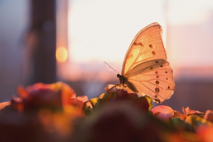 Fluturi tropicale - o felie de vară în casa ta