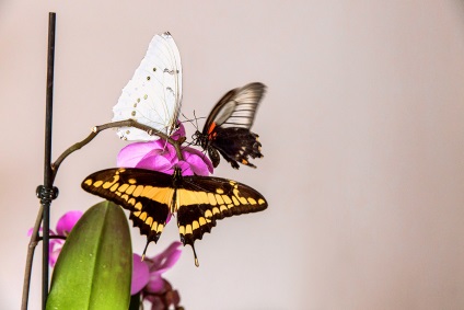 Fluturi tropicale - o felie de vară în casa ta