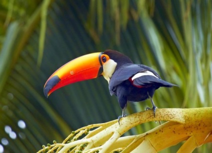 Toucan (fotografie) cioc nu se întâmplă prea mult, asta este ceea ce o pasăre nu!