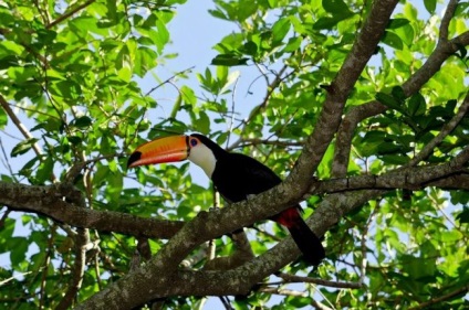 Toucan (fotografie) cioc nu se întâmplă prea mult, asta este ceea ce o pasăre nu!