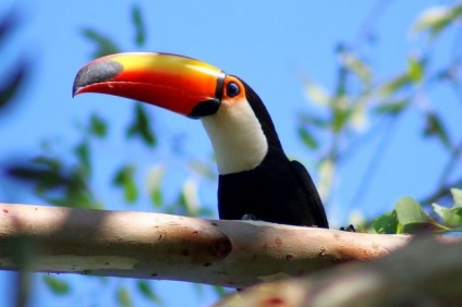 Toucan (fotografie) cioc nu se întâmplă prea mult, asta este ceea ce o pasăre nu!