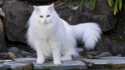 Angora turcă