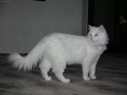 Angora turcă