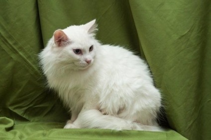 Angora turcă