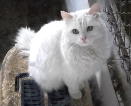 Angora turcă