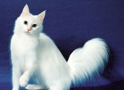 Angora turcă