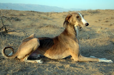 Turkmenul Greyhound - Tazy