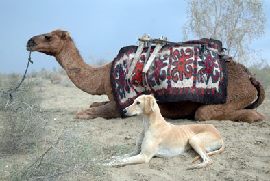 Turkmenul Greyhound - Tazy