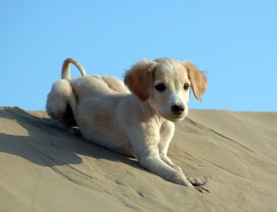 Turkmenul Greyhound - Tazy